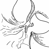 shapeshifter mutating set extra 2